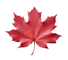 Red sugar maple leaf isolated on transparent background. PNG file, cut out. AI Generated