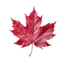 Red sugar maple leaf isolated on transparent background. PNG file, cut out. AI Generated