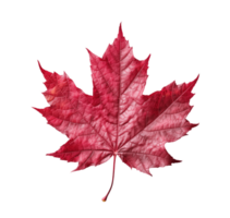 Red sugar maple leaf isolated on transparent background. PNG file, cut out. AI Generated