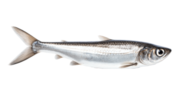 Anchovy isolated on transparent background. PNG file, cut out. AI Generated