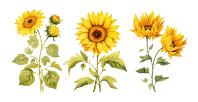 Sunflowers flowers collection isolated on transparent background. PNG file, cut out. AI Generated