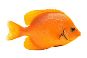 Tang fish isolated on transparent background. PNG file, cut out. AI Generated