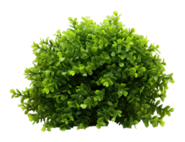 Green bush isolated on transparent background. PNG file, cut out. AI Generated