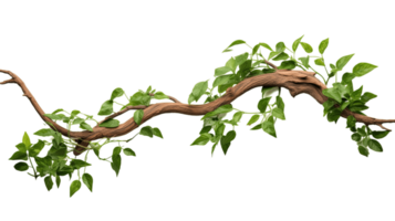 Twisted jungle tree branch plant growing isolated on transparent background. PNG file, cut out. AI Generated
