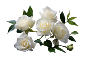 blanc des roses bouquet de jardin fleurs floral arrangement isolé sur transparent Contexte. png déposer, Couper dehors. ai généré