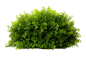 Green bush isolated on transparent background. PNG file, cut out. AI Generated