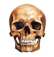 Skull isolated on transparent background. PNG file, cut out. AI Generated