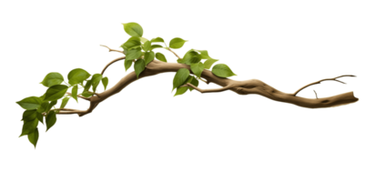 Twisted jungle tree branch plant growing isolated on transparent background. PNG file, cut out. AI Generated