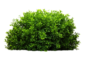 Green bush isolated on transparent background. PNG file, cut out. AI Generated