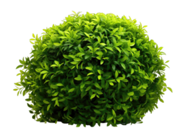 Green bush isolated on transparent background. PNG file, cut out. AI Generated