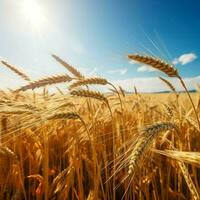 un dorado trigo campo, el orejas de trigo balanceo en el viento, ai generativo foto