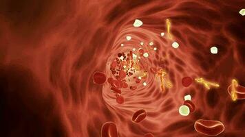 Human bloodstream platelets flowing in blood vessels video