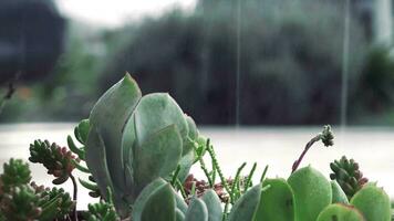 beautiful forest in front of the plant video