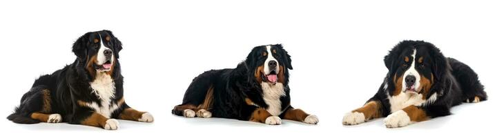 Bernese Mountain Dog posing isolated on white background. Generative AI photo