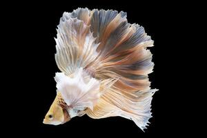 Beautiful movement of red betta fish, Siamese fighting fish, Cupang,  Halfmoon betta, Rhythmic of betta splendens isolated on black background. photo