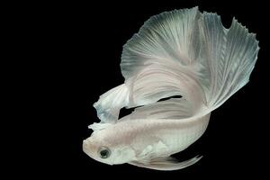 Beautiful movement of white betta fish, Fancy Halfmoon Betta, The moving moment beautiful of Siamese Fighting fish, Betta splendens, Rhythmic of Betta fish on black background. photo