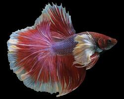 Close up of red betta fish. Beautiful Siamese fighting fish, Siamese betta, Betta splendens on black background. photo