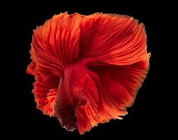 Red  betta splendens, Movement of siamese fighting fish on black background, Underwater animal or pet concept. photo