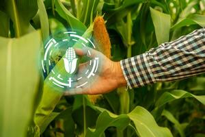 granjero comprobación maíz cosecha cultivado campo con inteligente agricultura interfaz iconos inteligente y nuevo tecnología para agricultura negocio concepto. foto