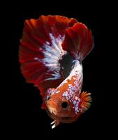 Red Betta fish, Siamese fighting fish in beautiful movement isolated on black background, Studio shot. photo