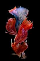 Beautiful red blue Betta fish, Capture the moving moment of siamese fighting fish on black background photo
