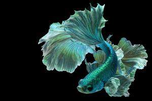 oscuro verde Betta pescado lujoso media Luna Betta el Moviente momento hermosa de siamés luchando pescado en tailandia Betta splendens pla kad, rítmico de Betta pescado aislado en negro antecedentes foto