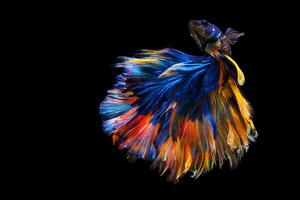 Blue yellow Siamese Fighting fish Fancy Halfmoon Betta,The moving moment beautiful of betta fish in Thailand. Betta splendens Pla-kad, isolated on black background. photo