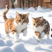 Beautiful two-cat white purebred cats play on a cube on a winter background. AI generated. photo