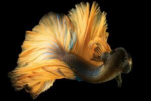 The white betta fish with a shimmering light golden tail moves with elegance and poise against the dark black background its contrasting hues adding a touch of enchantment to its aquatic dance. photo