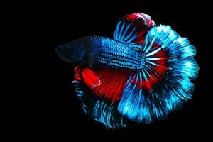 Red Blue betta fish Fancy Halfmoon Betta The moving moment beautiful of Siamese Fighting fish in Thailand. Betta splendens Pla-kad, Rhythmic of Betta fish isolated on black background photo