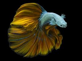 Beautiful movement of blue yellow Betta fish, Siamese fighting fish, Betta splendens isolated on black background. photo