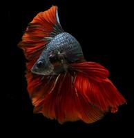 Beautiful movement of red blue Betta fish, Siamese fighting fish, Betta splendens of Thailand, isolated on black background. photo