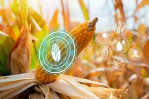 Efficient corn cultivation ,corn crop cultivated field with smart farming interface icons. Smart and new technology for agriculture, GMO science in corn field concept. photo