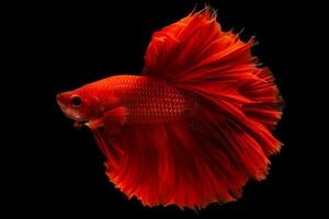 el rojo Betta pescado creando un maravilloso espectáculo como eso nadó sus movimientos ambos elegante y rápido. foto