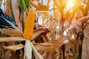 Farmer checking corn crop cultivated field with smart farming interface icons. Smart and new technology for agriculture, GMO science in corn field concept. photo