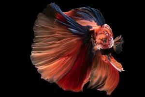 Beautiful movement of red betta fish, Siamese fighting fish, Betta splendens isolated on black background. Studio shot. photo