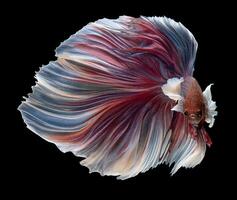 Beautiful movement of purple betta fish, Violet Siamese fighting fish, Pink Betta splendens isolated on black background. Studio shot. photo