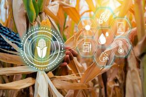 Farmer checking corn crop cultivated field with smart farming interface icons. Smart and new technology for agriculture, GMO science in corn field concept. photo