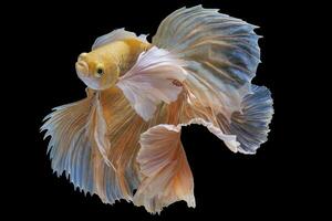 hermosa movimiento de amarillo Betta pez, siamés luchando pez, Betta splendens aislado en negro antecedentes. estudio disparo. foto