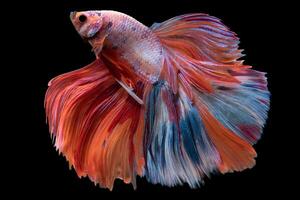 Beautiful movement of red white betta fish, Siamese fighting fish, Betta splendens isolated on black background. Studio shot. photo