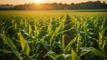 Panorama view of countryside landscape with corn field, Beautiful Maize field in sunset. ai generative photo