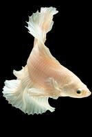 vertical imagen de el blanco Betta pescado nadando en medio de el negro antecedentes crea un fascinante escena evocando un sentido de tranquilidad y serenidad con sus prístino presencia. foto