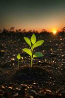 Green sprouts in dark soil against a blurred background symbolize growth and potential with the beautiful sunset. AI generated. photo