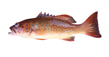 Spotted coral-grouper or Bar-cheek coral trout fish. png