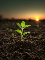 Green sprouts in dark soil against a blurred background symbolize growth and potential with the beautiful sunset. AI generated. photo