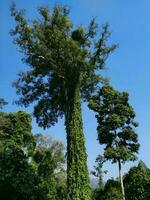 milenario árbol, en un huerta en del Norte Tailandia foto