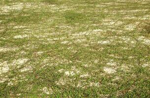 a patch of grass that has been mowed down photo