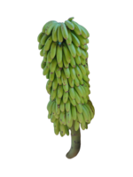 Green Banana isolated on transparent background png