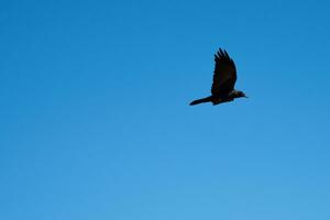 Crow is a bird of the genus Corvus bird flying isolated on blue sky background. photo