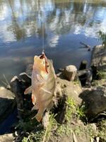 Redfin fish get caught on wire with worms bait , hanging on a fishing line at Murray river ,Australia. photo